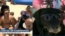 Cadela de óculos de sol e chapéu na praia aparece em telejornal e vira primeiro meme de 2022
