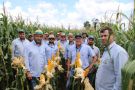 Coopatrigo realizou Tour Técnico com seus Consultores em lavouras de milho