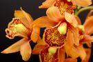 Será realizada em Santo Ângelo a 12º Exposição Regional de Orquídeas 