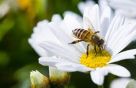 Você sabe como é feito o mel pela abelha?