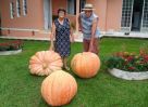 Agricultores colhem três abóboras gigantes em Ibirapuitã e uma delas pesa 98kg