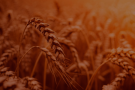 FASA - 'Perspectivas para o mercado de Trigo' foi o assunto do Intervalo Colaborativo de Agronomia
