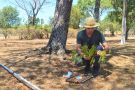 Caibaté integra pesquisa de Doutorado sobre árvores pau-ferro
