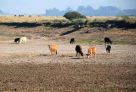 Anos seguidos de estiagem causam prejuízos de 42 bilhões ao Rio Grande do Sul