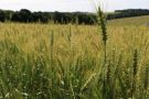 Emater estima maior safra de trigo da história