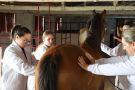 Acadêmicos de Medicina Veterinária da FASA participam de atividade sobre Clínica de Equinos