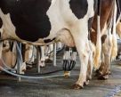 Preço do leite ao produtor cai quase 15% em agosto