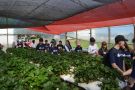 Área de Agronomia da URI recebe alunos do colégio Marista em dia de campo
