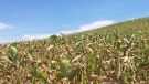 Cooperativas agropecuárias atualizam números sobre a estiagem no Rio Grande do Sul