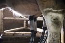 Produtores de leite alertam para colapso do setor sem medidas contra produto importado