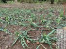 Instabilidade climática causa prejuízos para os agricultores do município de Cândido Godói