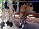 Emater/RS-Ascar apresenta diagnóstico da cadeia produtiva do leite na região de Santa Rosa