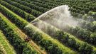 Rio Grande do Sul é líder em financiamento de projetos de irrigação no Brasil