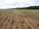 Semeadura da soja chega a 84% no Rio Grande do Sul