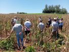 Agricultores de São Paulo das Missões participam de Dia de Campo com 23 variedades de milho