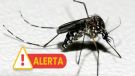 Aumento de casos de dengue no RS pode ter relação com fenômenos climáticos