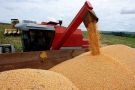Rio Grande do Sul deve produzir mais de 40 milhões de toneladas de grãos na safra 2023/24