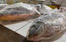 SMAMA estima ter sido comercializado mais de 20 toneladas de Peixes durante a Semana Santa em São Borja