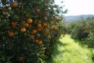 Seapi publica IN com novas regras para os citros para prevenir entrada do Greening no RS