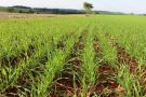 Condições climáticas variáveis dificultam plantio do trigo no RS