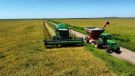 O cultivo do arroz deve voltar com tudo e até mesmo ganhar espaço sobre a soja no Rio Grande do Sul