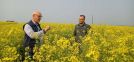 Produtores investem em canola para reduzir riscos