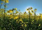 Canola está com desenvolvimento satisfatório e embeleza paisagem agrícola