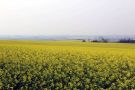 Canola em floração embeleza o cenário na região