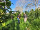 Sistema agroflorestal é alternativa para o cultivo de erva-mate